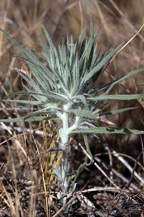 Изображение особи Ceratocarpus arenarius.