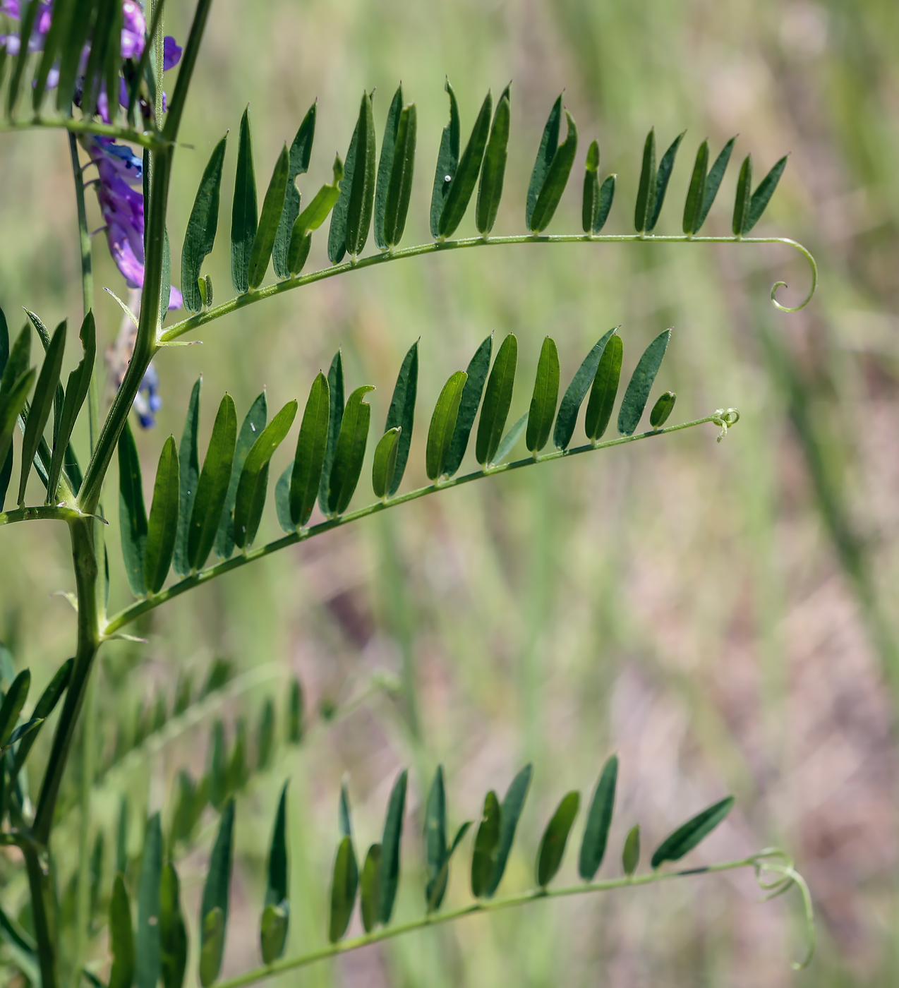 Изображение особи Vicia tenuifolia.