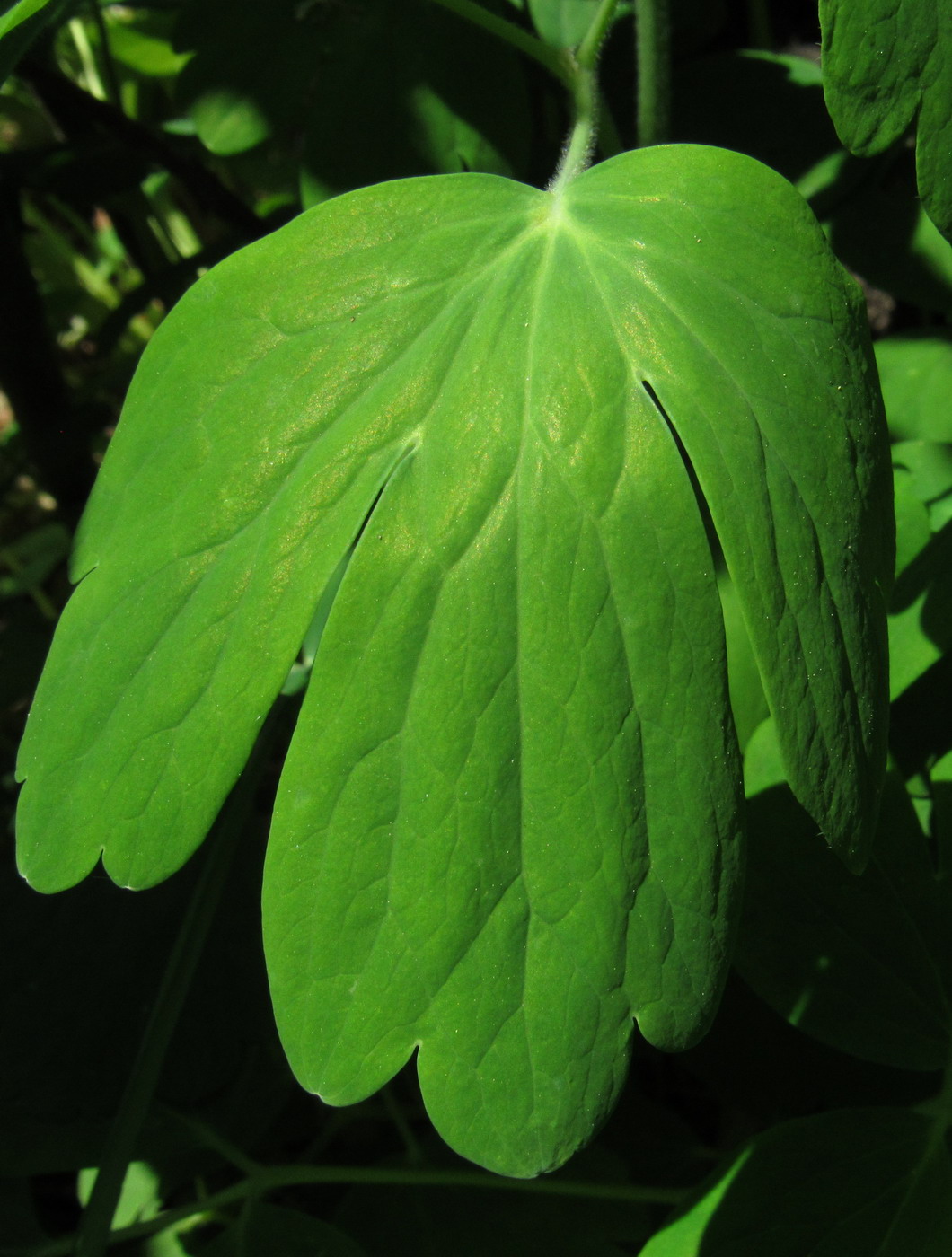 Image of genus Aquilegia specimen.