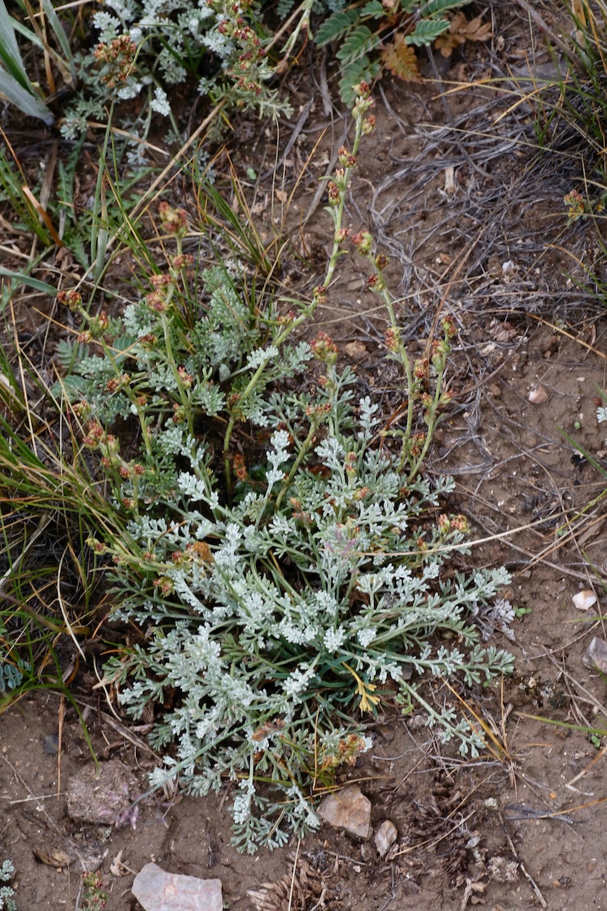 Изображение особи Artemisia schrenkiana.