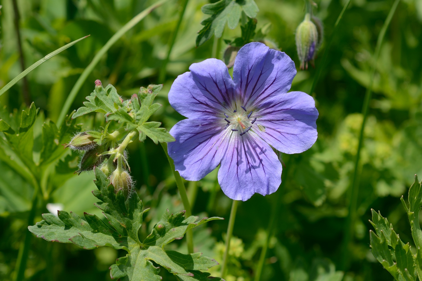 Image of Geranium gymnocaulon specimen.