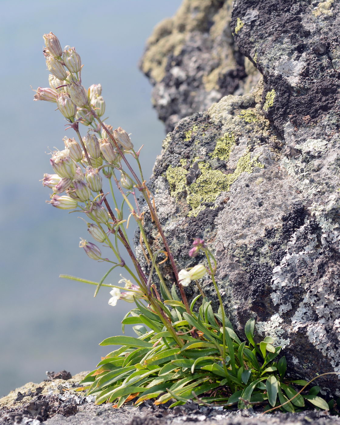 Image of Silene paucifolia specimen.