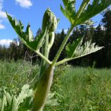 Heracleum sibiricum. Верхушка побега с разворачивающимся соцветием. Свердловская обл., окр. г. Североуральск, на залежи. 26.06.2010.