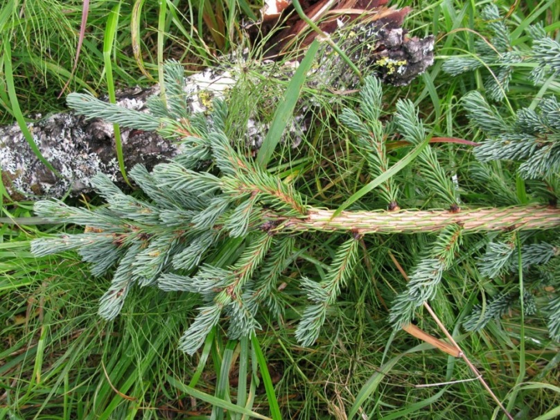 Image of Picea obovata var. coerulea specimen.