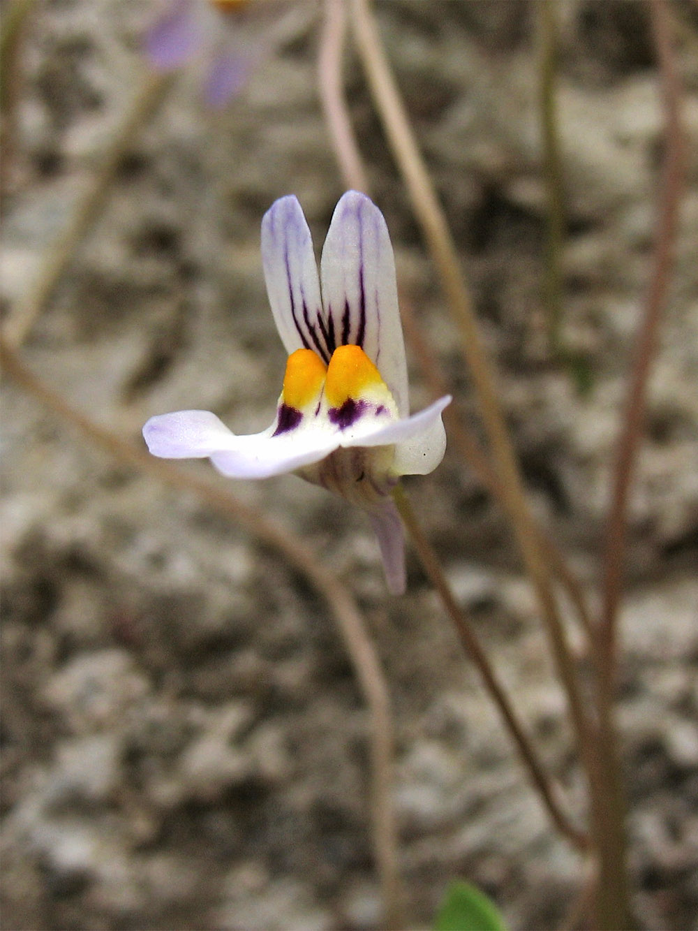 Image of Cymbalaria longipes specimen.