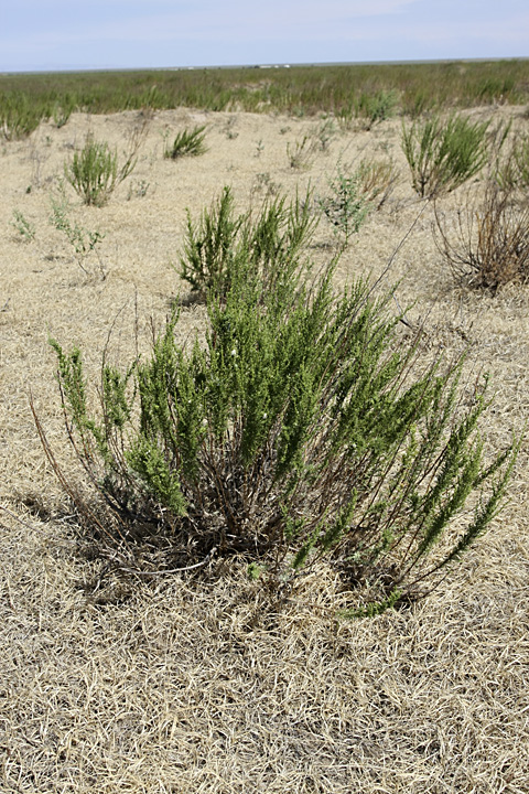 Изображение особи Artemisia cina.