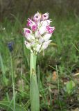 Orchis simia