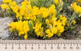 Genista depressa. Цветки и листья. Крым, городской округ Феодосия, окр. пос. Орджоникидзе, мыс Киик-Атлама, каменистая осыпь. 02.05.2021.