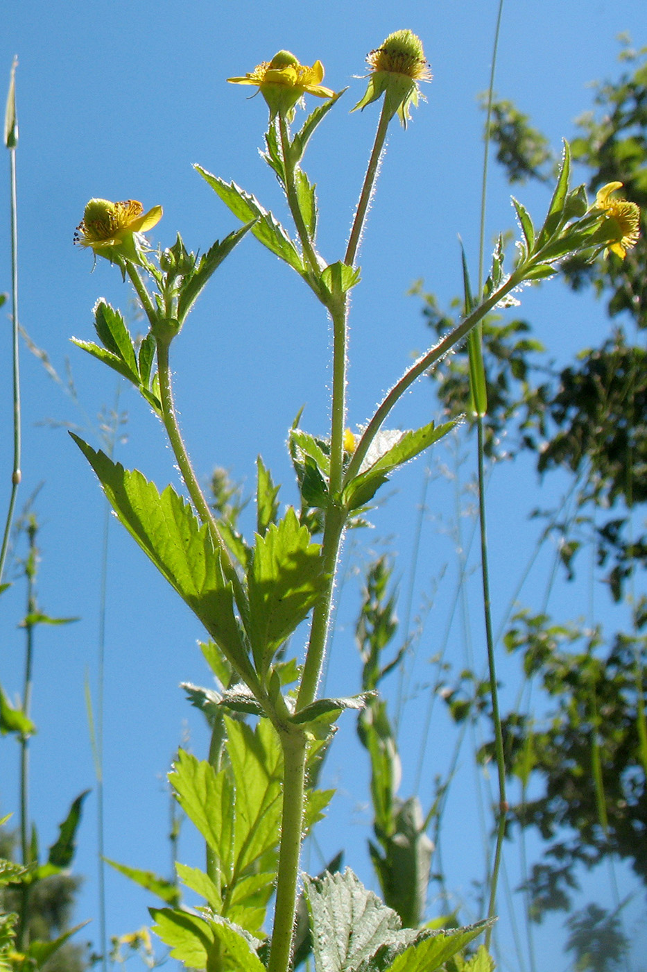 Изображение особи Geum aleppicum.