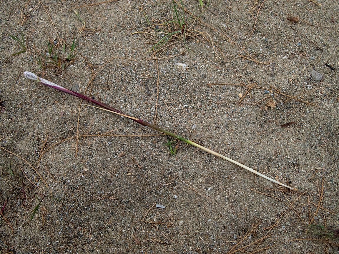 Image of Imperata cylindrica specimen.