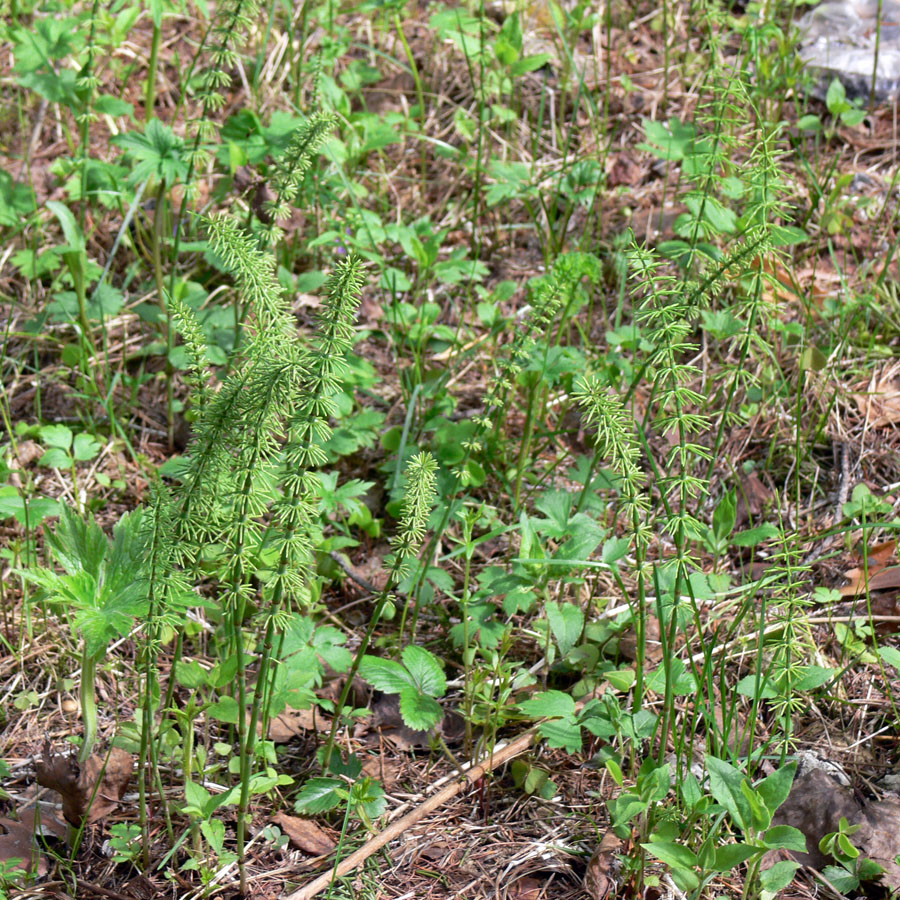 Image of Equisetum pratense specimen.