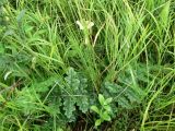 Pedicularis sceptrum-carolinum