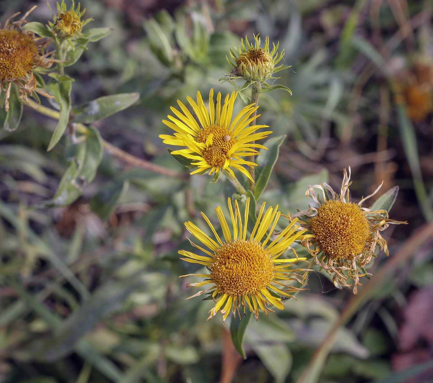 Изображение особи род Inula.