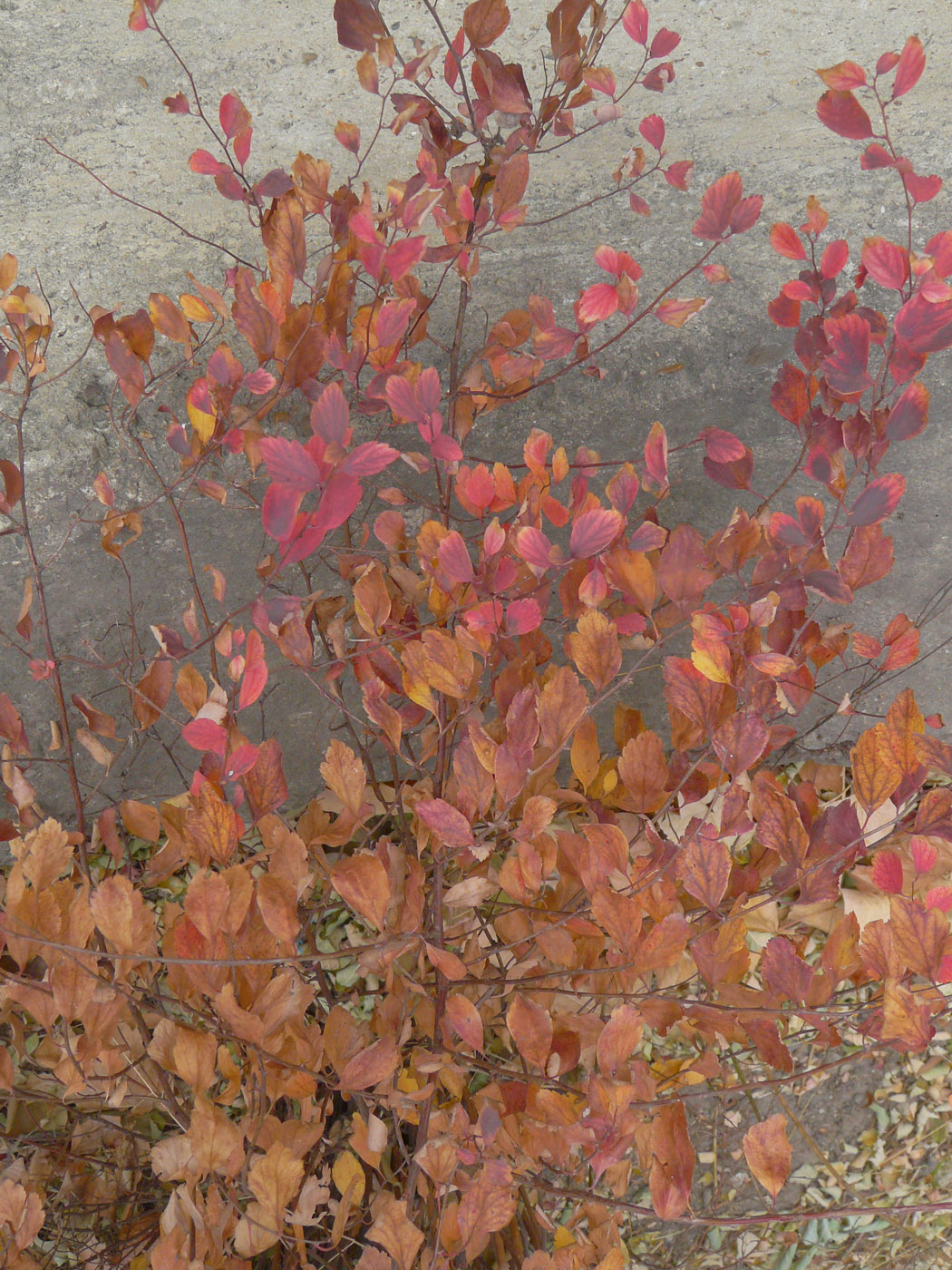 Image of Spiraea &times; vanhouttei specimen.