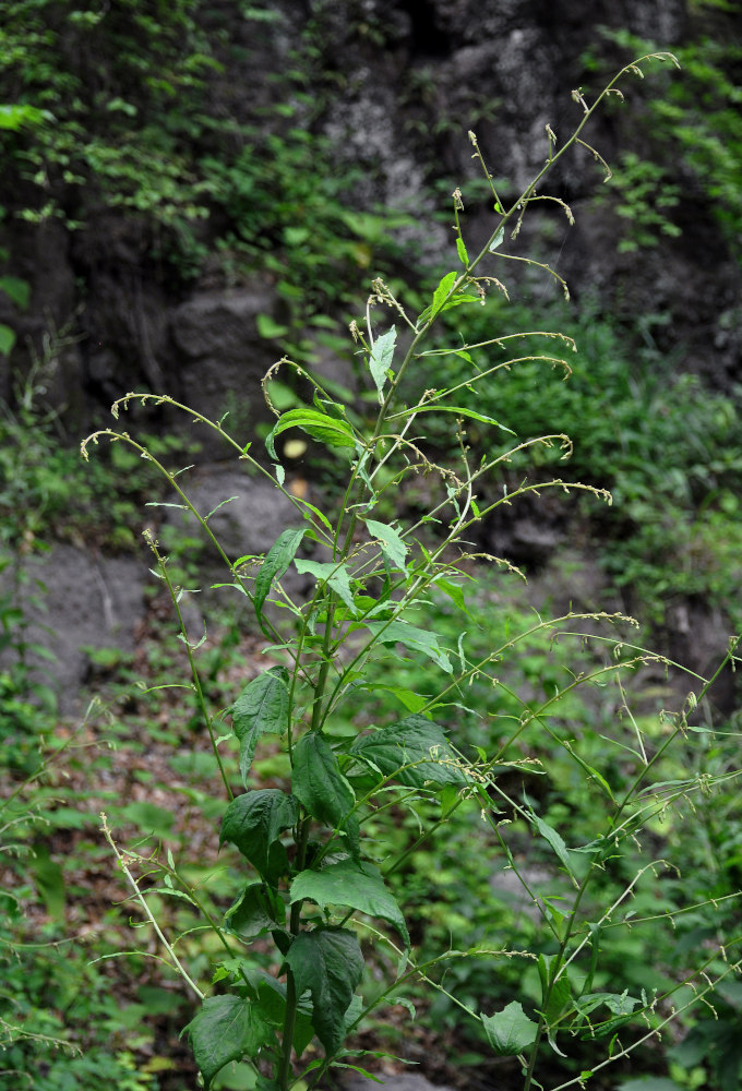 Image of Prenanthes tatarinowii specimen.