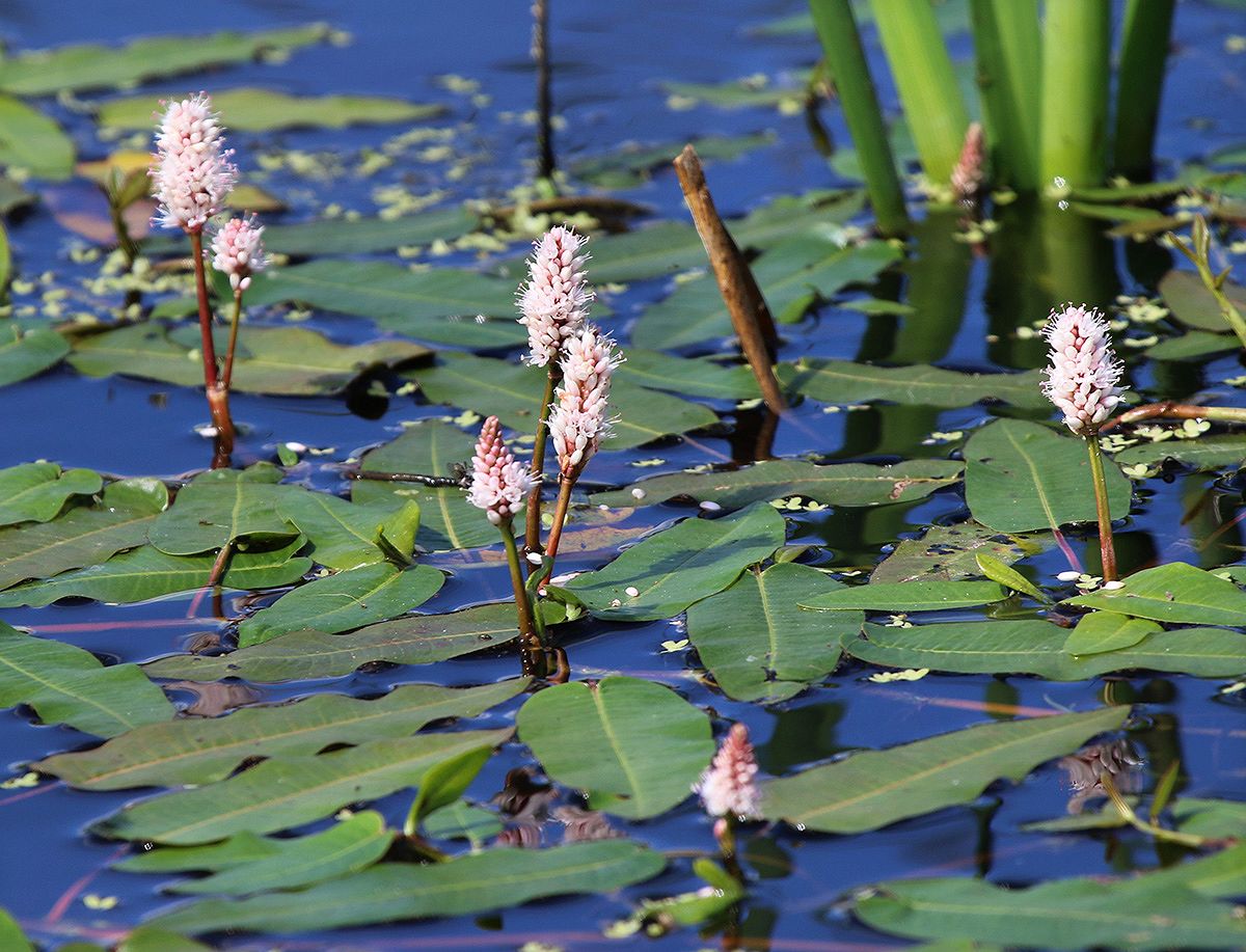 Image of Persicaria amphibia specimen.