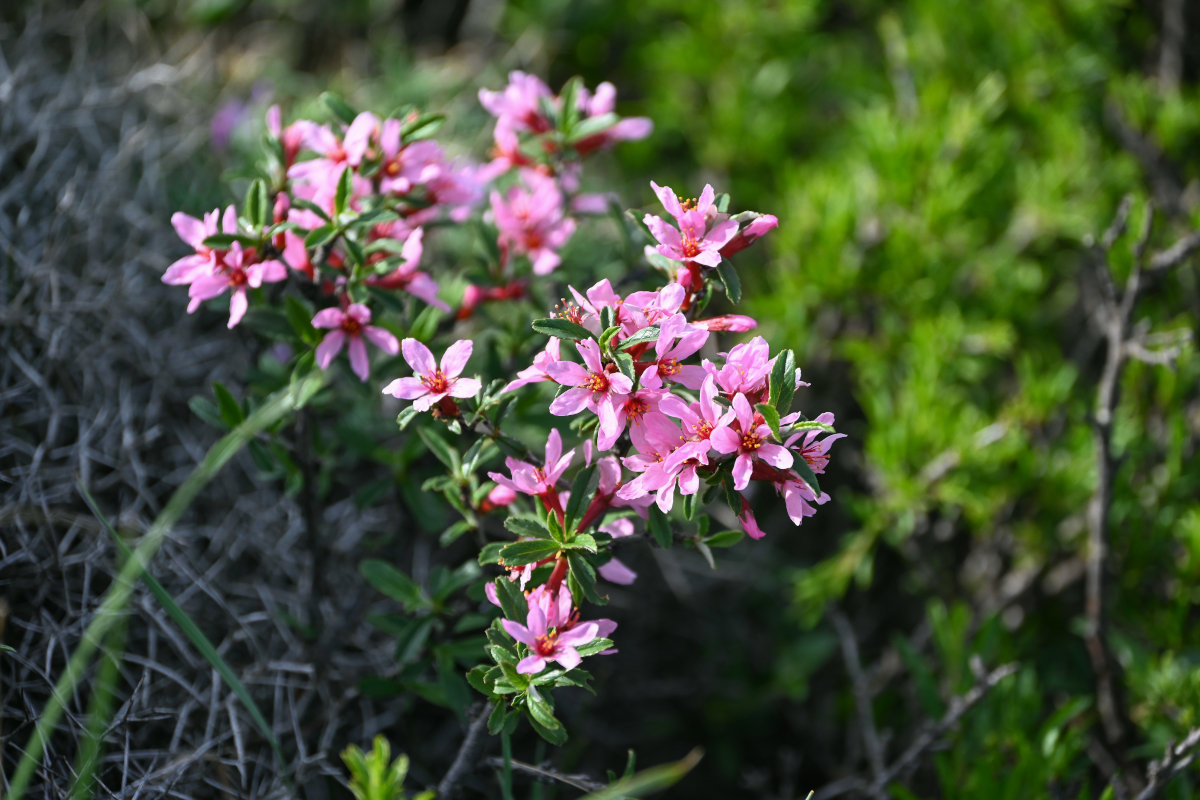 Image of Cerasus incana specimen.