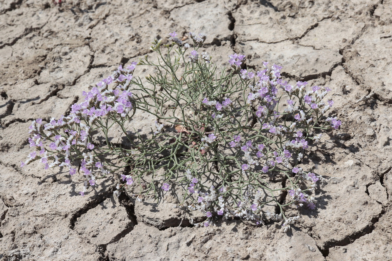 Image of Limonium caspium specimen.