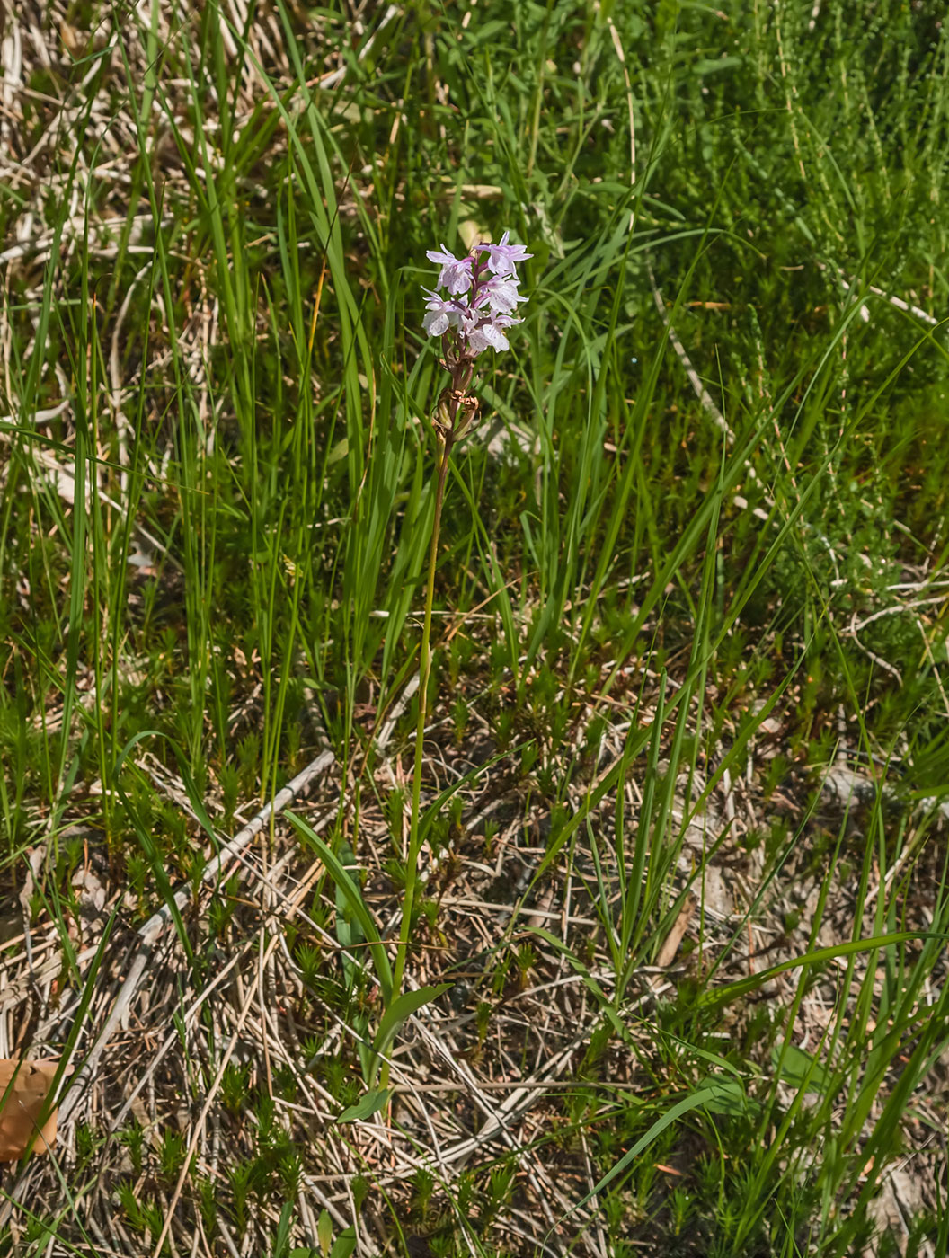 Image of Dactylorhiza maculata specimen.