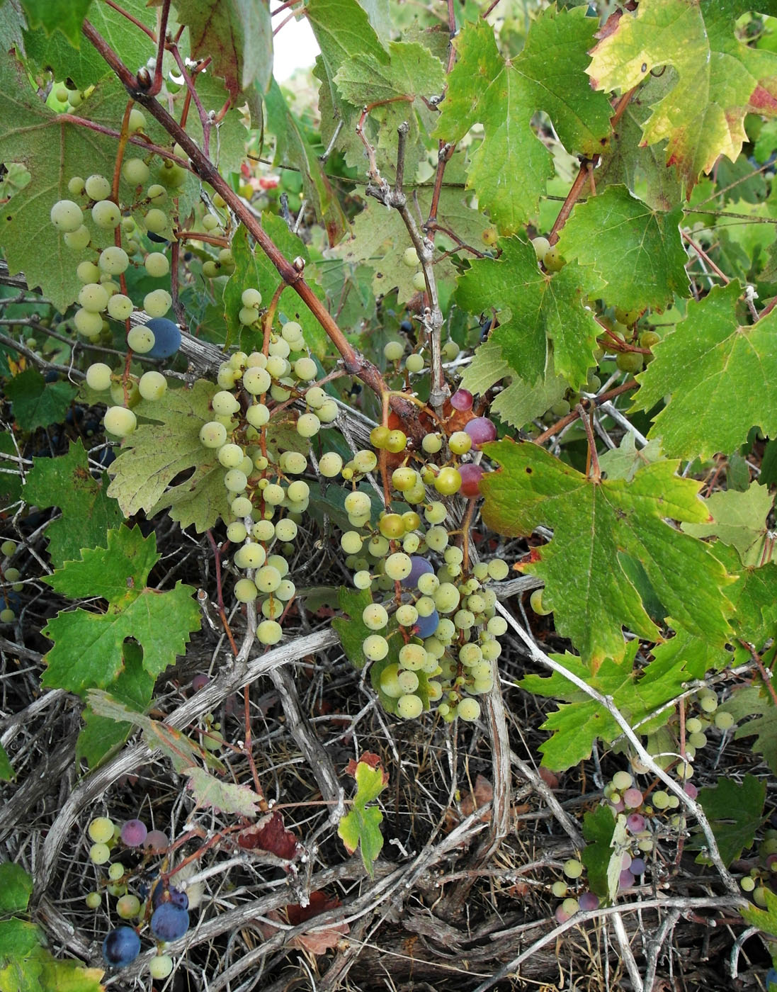 Image of Vitis vinifera specimen.