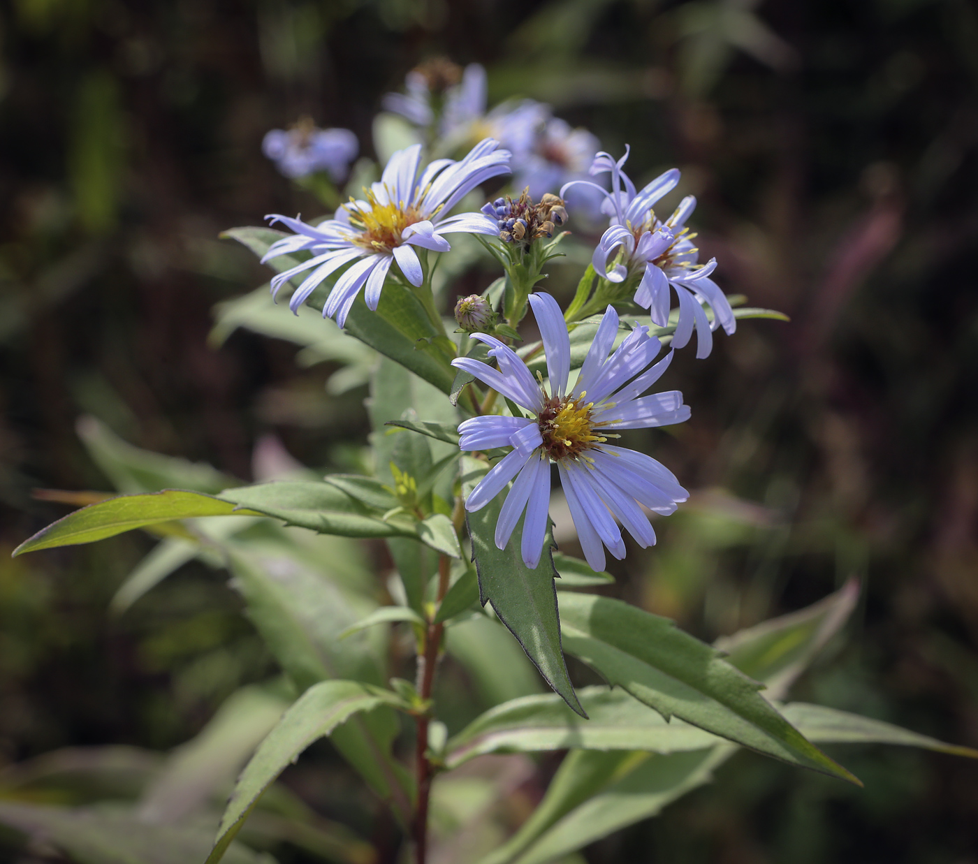 Image of genus Symphyotrichum specimen.