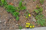 Potentilla chinensis