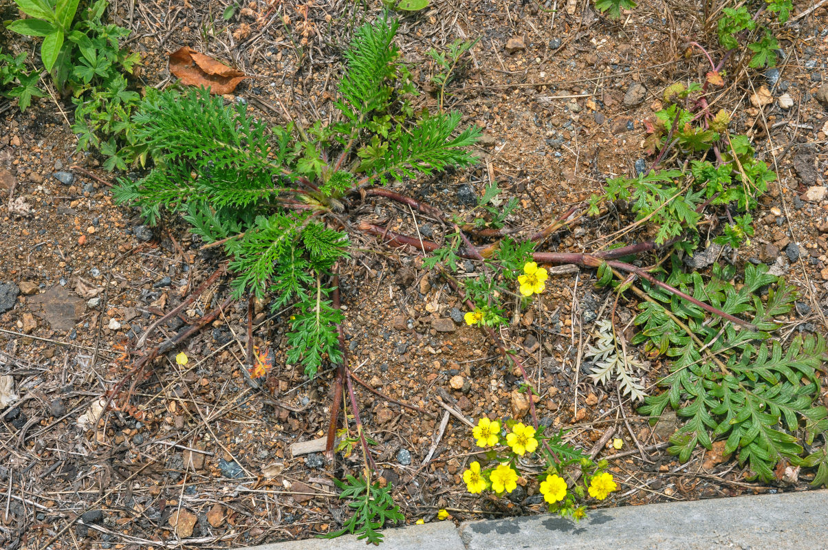 Image of Potentilla chinensis specimen.