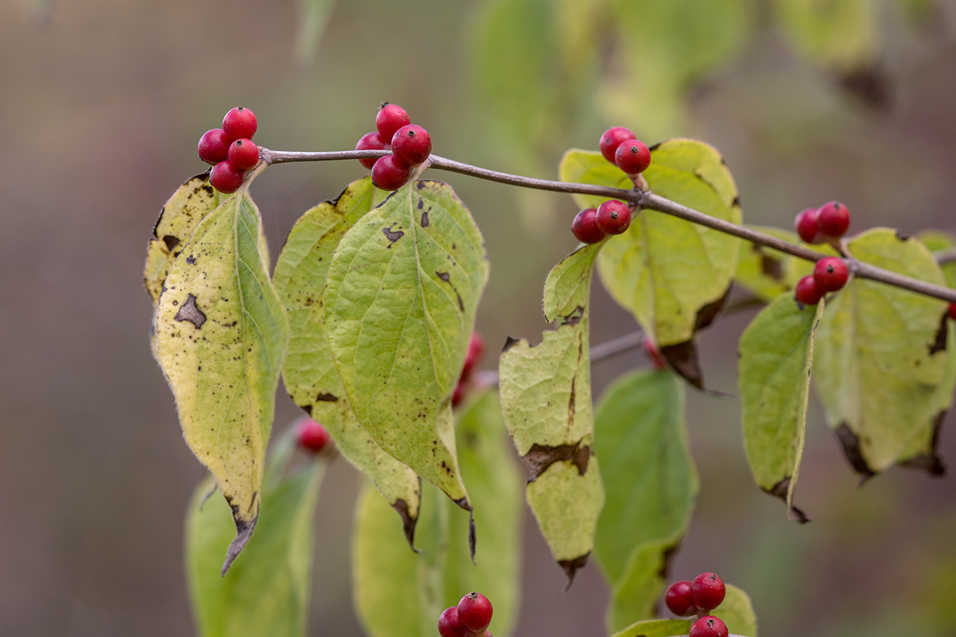 Image of Lonicera maackii specimen.