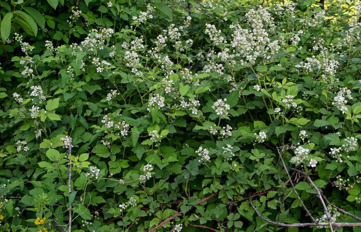 Изображение особи Rubus sanctus.