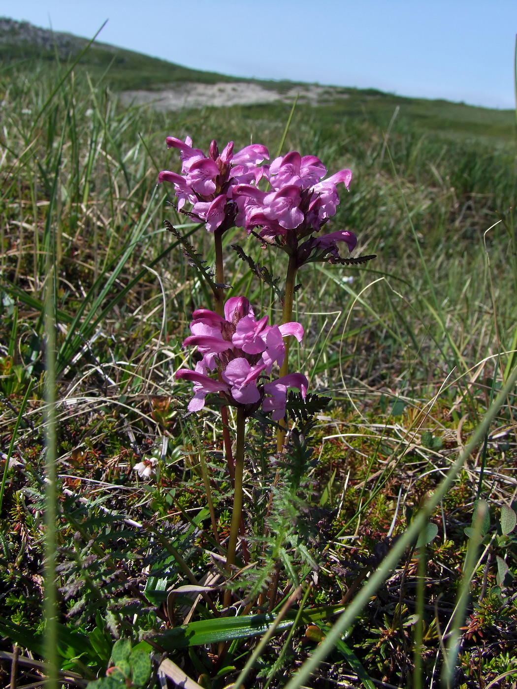 Изображение особи Pedicularis nasuta.