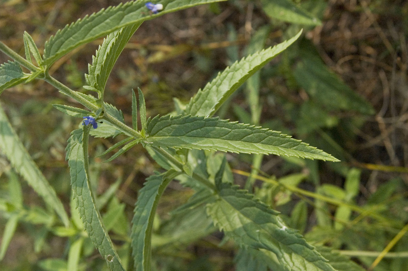 Image of Veronica longifolia specimen.