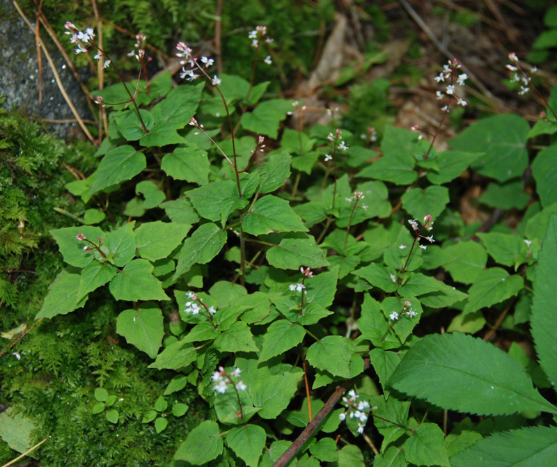 Image of Circaea caulescens specimen.