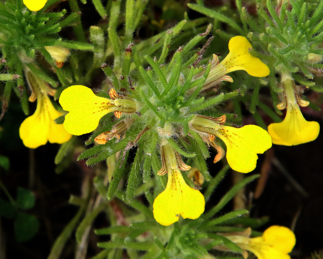 Image of Ajuga chia specimen.