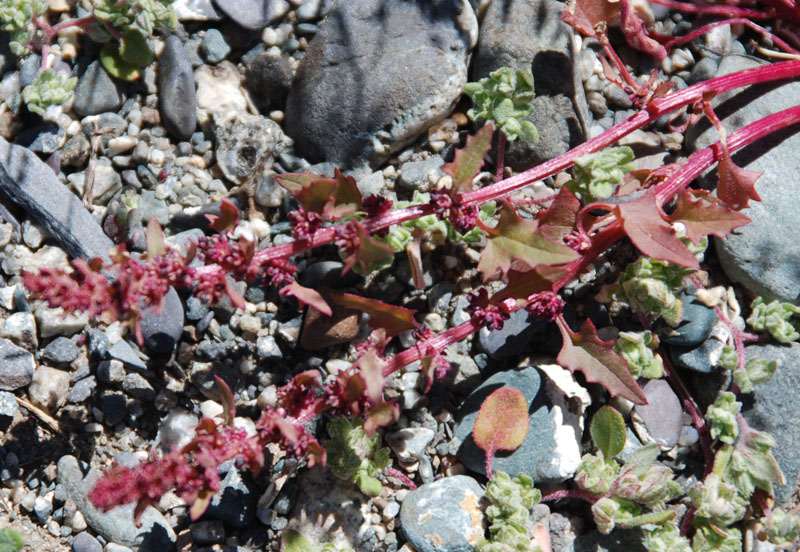 Image of Blitum virgatum specimen.