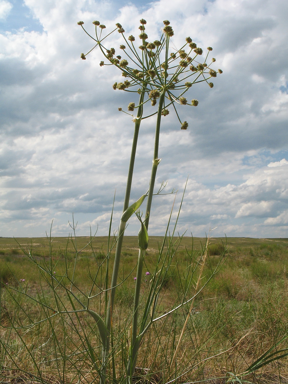 Image of Ferula sibirica specimen.