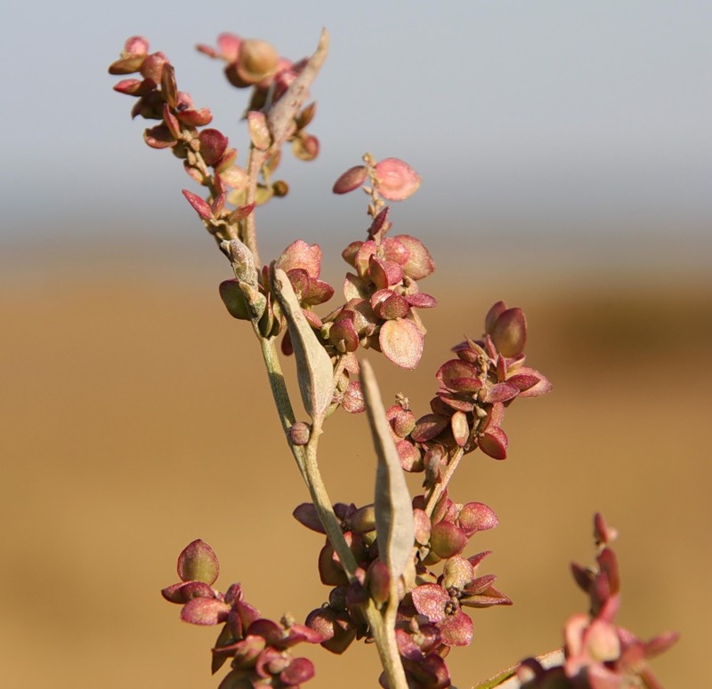 Image of Atriplex sagittata specimen.