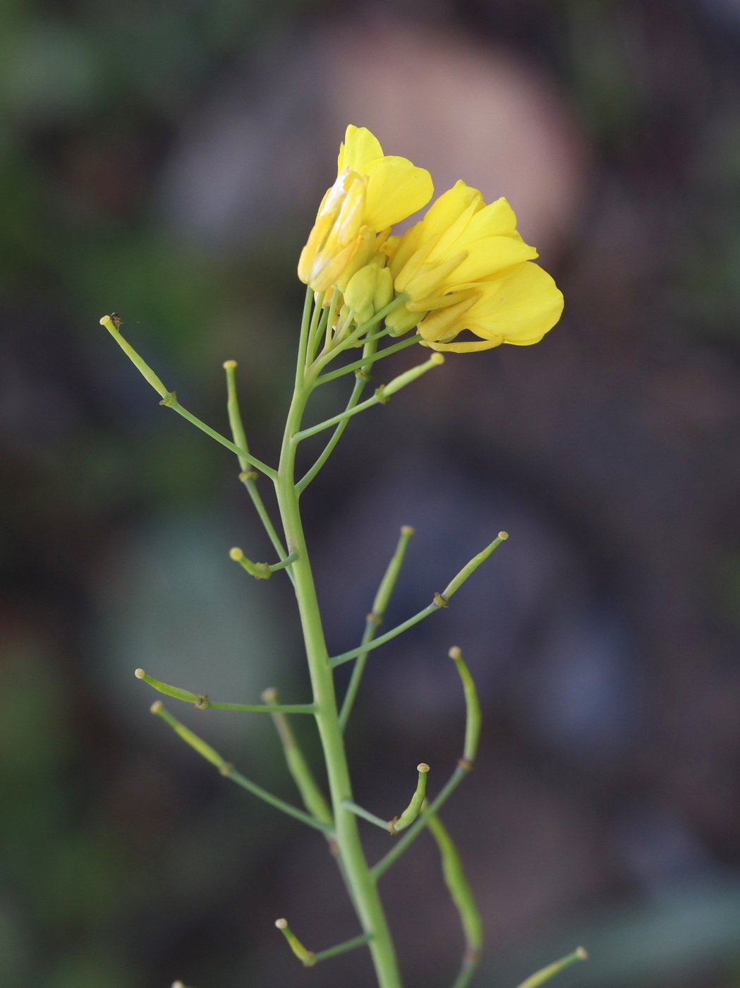 Image of Brassica campestris specimen.