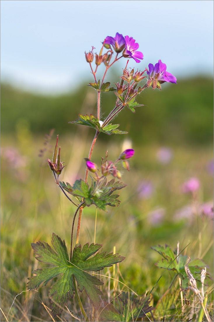 Изображение особи Geranium sylvaticum.