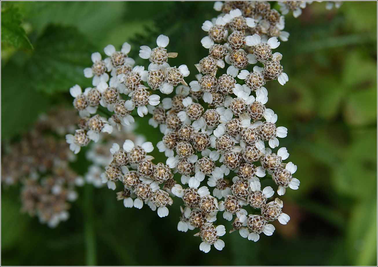 Изображение особи Achillea millefolium.