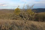 Crataegus pentagyna. Покоящееся дерево с Viscum album в кроне. Краснодарский край, м/о г. Новороссийск, склон горы Херсонка, остепнённый луг с одиночными деревьями боярышника. 11.11.2023.