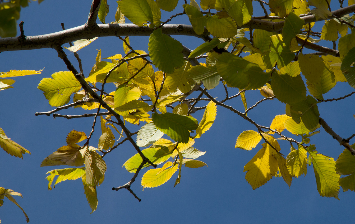 Image of genus Ulmus specimen.