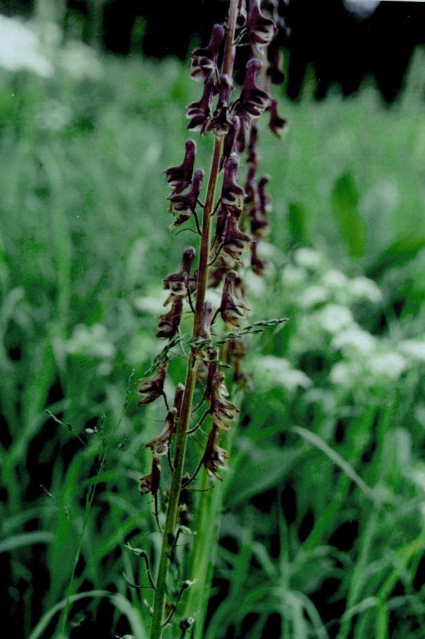 Изображение особи Aconitum bujbense.