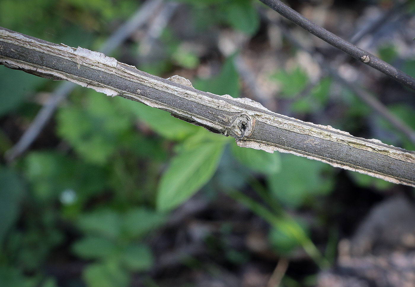 Image of Euonymus europaeus specimen.