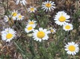 Anthemis ruthenica