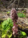 Смотреть изображение Petasites hybridus