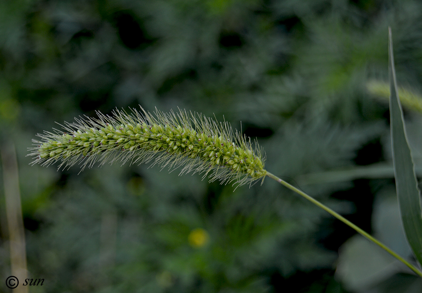 Изображение особи Setaria viridis.