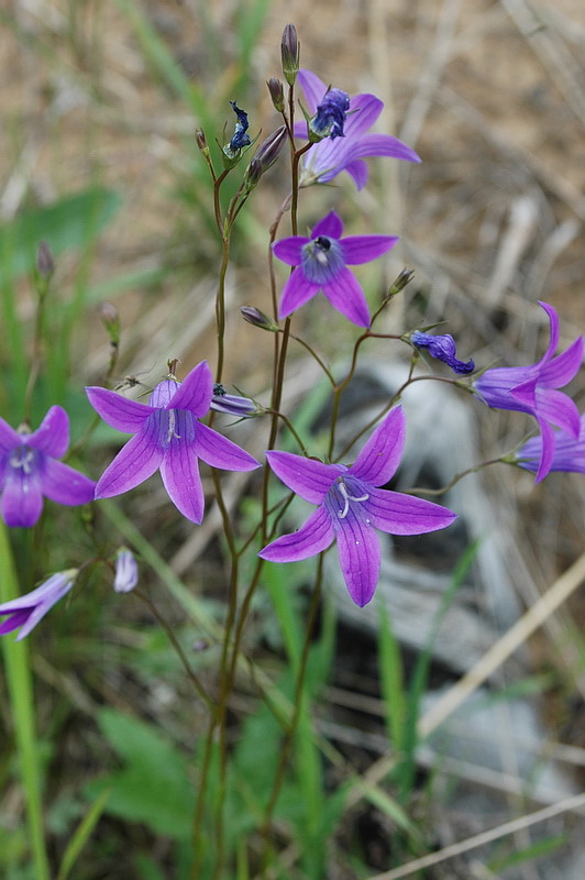 Image of Campanula patula specimen.