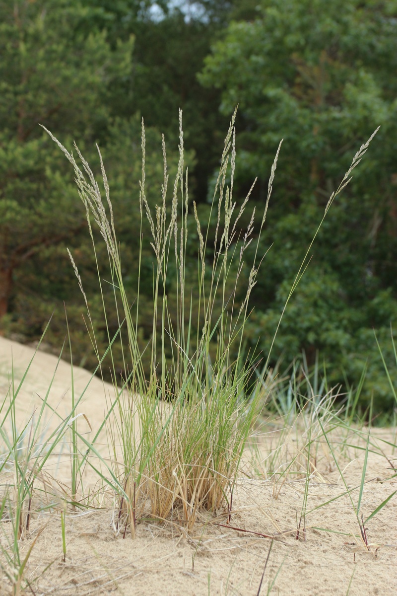 Image of Festuca sabulosa specimen.