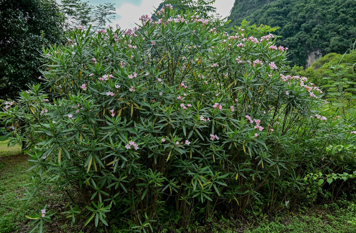 Image of Nerium oleander specimen.