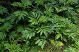 Sambucus ebulus. Вегетирующие растения в сообществе с Pteridium. Грузия, Имеретия, каньон Окаце, опушка широколиственного леса. 15.06.2023.